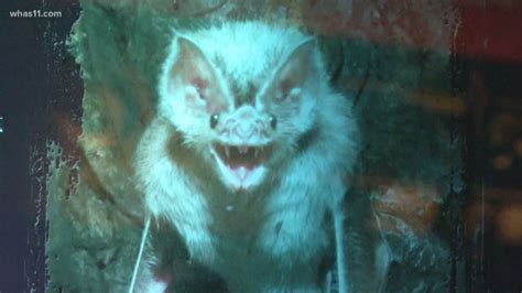 Vampire Bats Thirst For Blood Explained