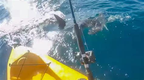 Kayak Fisherman Fights Off Aggressive Hammerhead Shark Coastal Angler