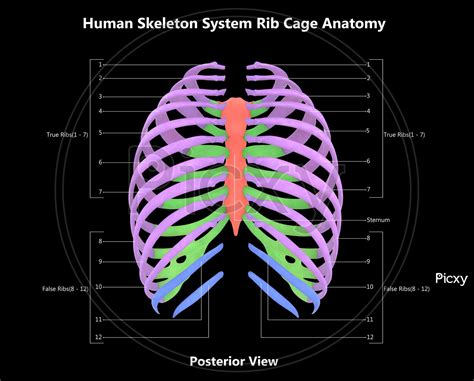 Ribs Labeled Diagram