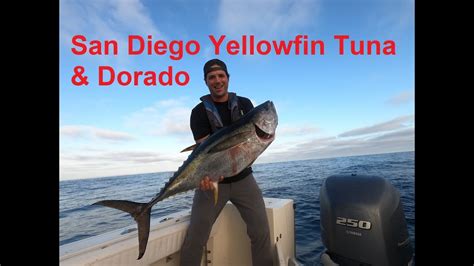 San Diego Yellowfin Tuna And Dorado Paddy Hopping Offshore Fishing 824