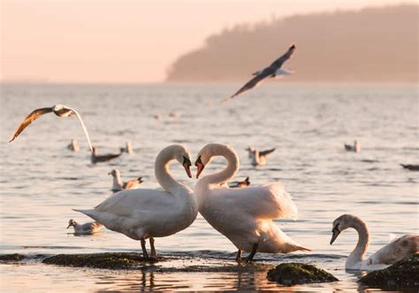 Swan Symbolism: 15 Spiritual Meanings Of Swan