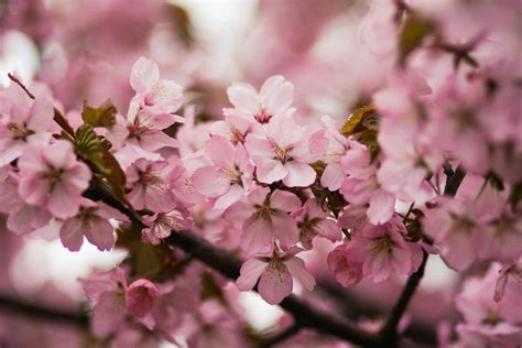 Pink Cherry Blossoms · Free Stock Photo