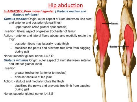 Ppt Hip Muscles Powerpoint Presentation Id2019850