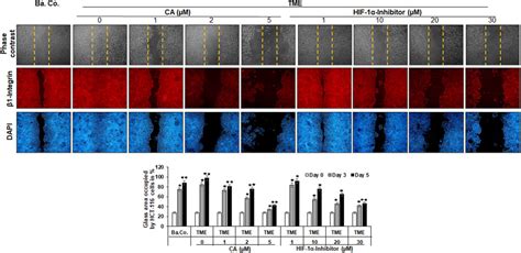 Frontiers Calebin A Targets The Hif 1α Nf κb Pathway To Suppress Colorectal Cancer Cell Migration