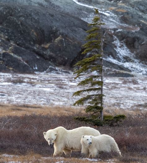Polar Bear Tours | Discover Churchill Tours
