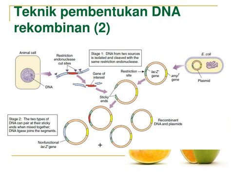 8 Enzim Yang Berperan Penting Dalam Rekayasa Genetik Adalah Terupdate