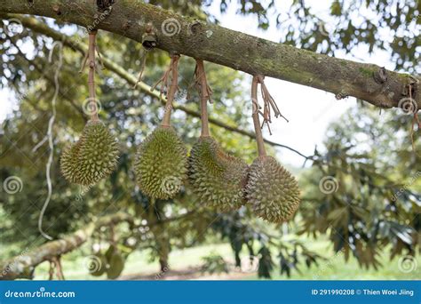 Fresh Musang King Durian On Tree Stock Photo Image Of Kanyao