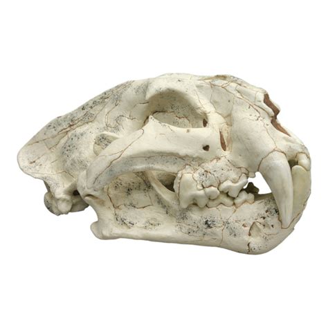 Replica Ancestral Lion Panthera palaeosinensis Skull For Sale — Skulls ...