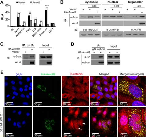 Amotl Interacts With Catenin And Arrests It In Cytoplasmic Punctate