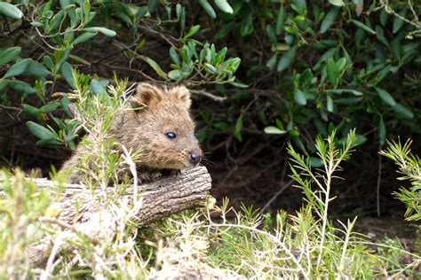 the indolent cook: day trip to rottnest island: quokkas and more!