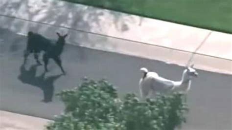 Llamas On The Loose Its Happened In Florida Too Miami Herald