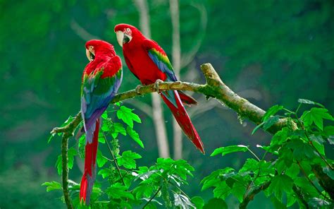 Red And Green Macaw HD Wallpaper