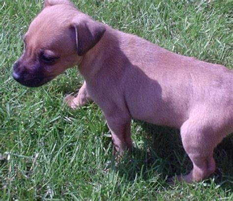 List of Patterdale Terrier Mix Breed Dogs