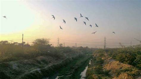 Birds of Bhusawal Thermal Power Station, Maharashtra - Bird Count India