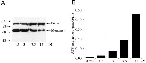 The Nature Of The Catalytic Domain Of 2′ 5′ Oligoadenylate Synthetases