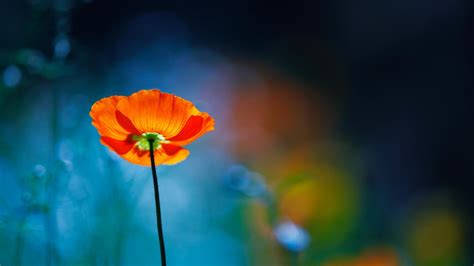 🔥 [72+] Poppy Flower Wallpapers | WallpaperSafari