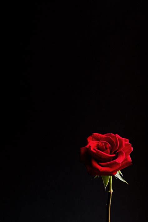 Dark Red Rose Wallpaper Hd Pngtree offers hd dark red background images ...