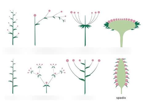 Inflorescence Diagram | Quizlet