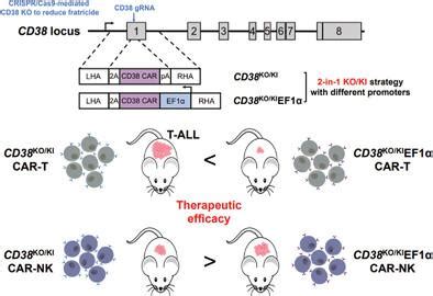 CD38 Specific CAR Integrated Into CD38 Locus Driven By Different