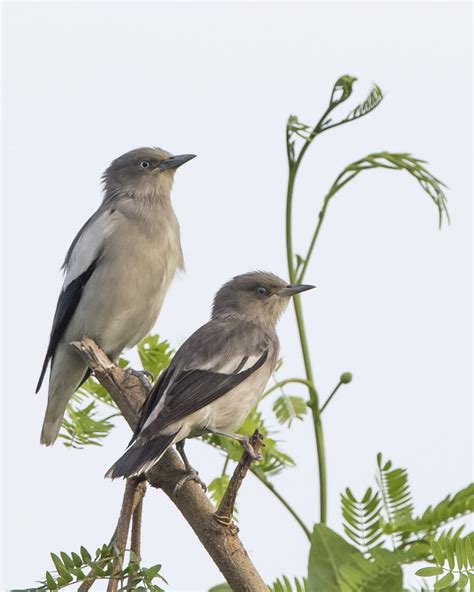 White Shouldered Starling Birds Of Singapore