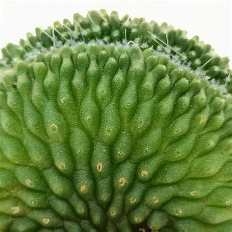 Mammillaria Spinosissima Cv Un Pico F Crestata Cm Cactaceae