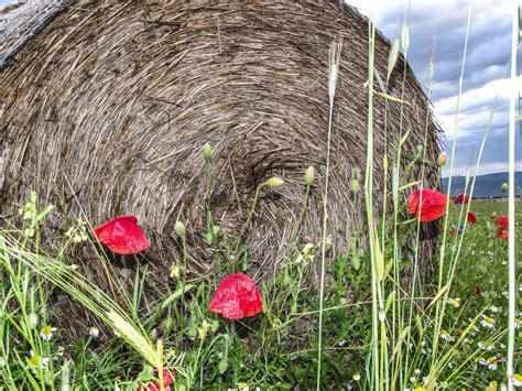 Bildet Landskap Natur Blomstre Lett Anlegg Solskinn Felt Eng