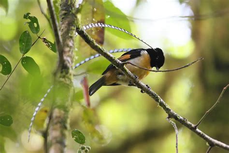 The King of Saxony Bird-of-Paradise: A Spectacular Avian Marvel | WorldWeet