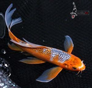 An Orange And White Fish Swimming On Top Of Water