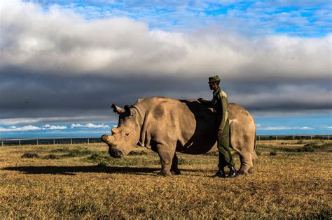 The Life He Lived Photos Of The Last Male Northern White Rhino