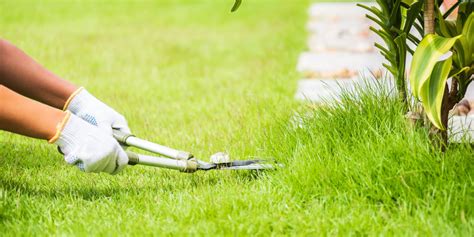 Easiest Way To Remove Moss From Lawn At Tim Lowell Blog