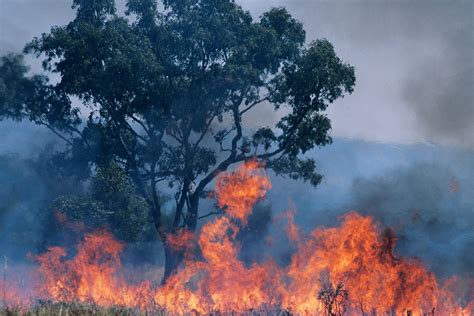 Australia Bushfires: Cause, Impact, and Restoration