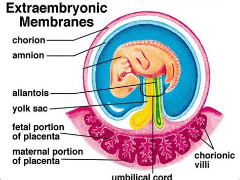 Solution Fetal Membranes Studypool