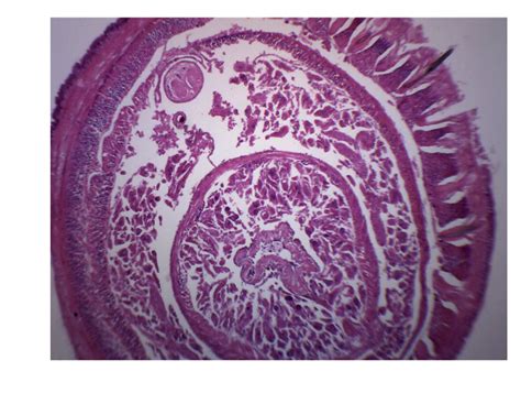 Earthworm Composite Cross Section Prepared Microscope Slide