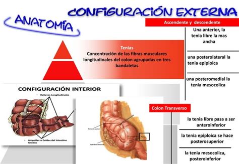 Enfermedad Diverticular De Colon Ppt Descarga Gratuita