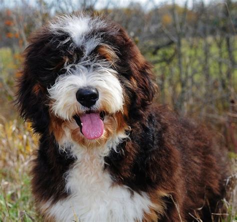 A Handsome Bernedoodle From Swissridge Kennels Bernedoodle Poodle