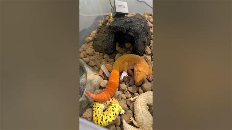 豹紋守宮吃腳腳🦎 豹紋守宮 日焰 爬蟲 爬蟲類 成長記録 Leopardgecko Sunglow Youtube