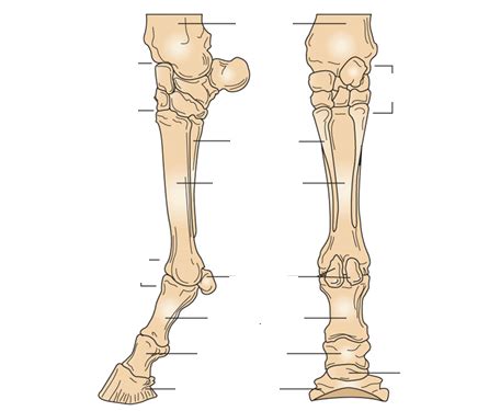 Horse Front Leg Diagram | Quizlet