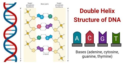 Double Helix Structure of DNA with Diagram