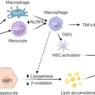 Xbp Activity In Hepatocytes And Myeloid Cells Regulates Hepatic Lipid