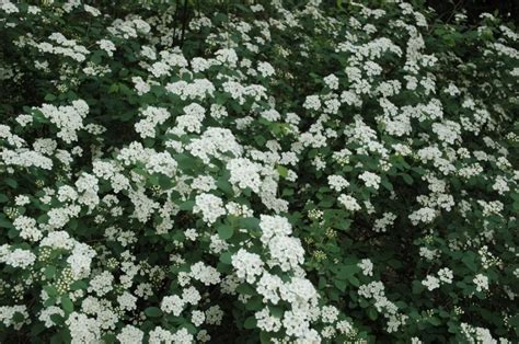 Bridal Wreath The Morton Arboretum