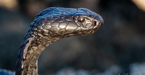 Black Spitting Cobra Naja Nigricincta Woodi Dangerously Venomous Album On Imgur