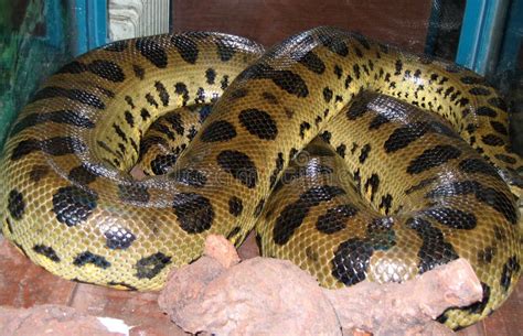 Anaconda Verde Eunectes Murinus Foto De Archivo Imagen De Belgrado