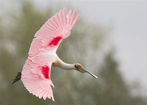 spoonbill in breeding plumage | Breeds, Beautiful birds, Bird photo