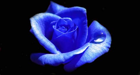 Black And Blue Rose Wallpapers Top Free Black And Blue Rose