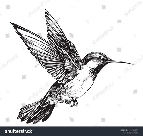 Colibrí Over 31 322 Royalty Free Licensable Stock Vectors Vector Art