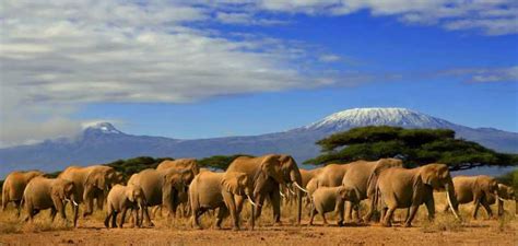 Da Nairobi Escursione Di Un Giorno Al Parco Nazionale Di Amboseli