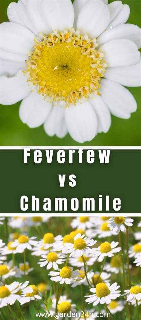 Nature S Healers Feverfew Vs Chamomile Explained In Feverfew