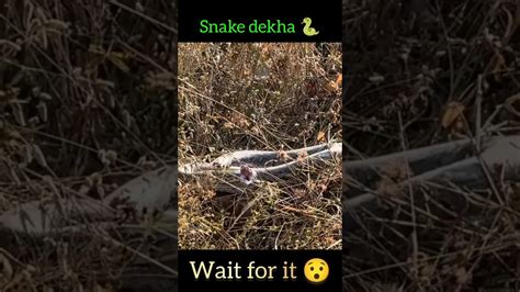 Sourav Joshi Nai Snake 🐍 Dekha 😨 Souravjoshivlogs7028 Viral Reel