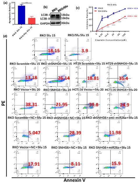 Lncrna Snhg Promotes Chemoresistance Through Ulk Induced Autophagy By