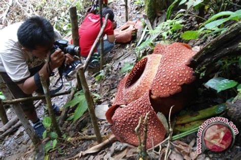 Dua Rafflesia Arnoldii Mekar Di Kepahiang ANTARA News Bengkulu